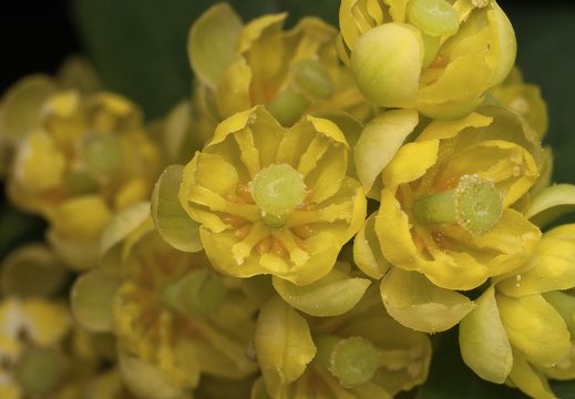 Berberis vulgaris flowers · paprastasis raugerškis, žiedai
