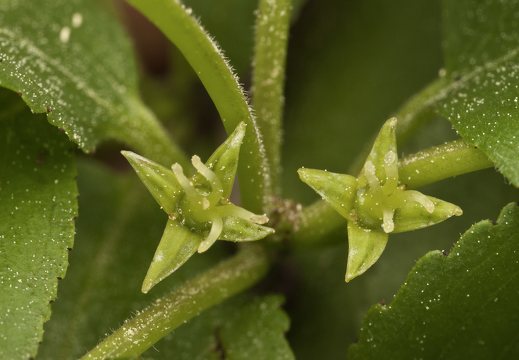 Rhamnus cathartica flowers · dygioji šunobelė, žiedai