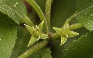 Rhamnus cathartica flowers · dygioji šunobelė, žiedai
