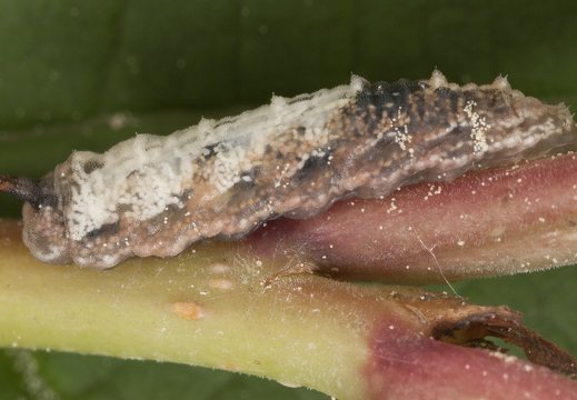 Syrphidae larva · žiedmusės lerva