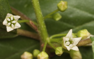 Frangula alnus flowers · paprastasis šaltekšnis, žiedai