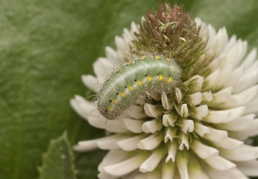 Zygaena viciae caterpillar · mažasis marguolis, vikšras