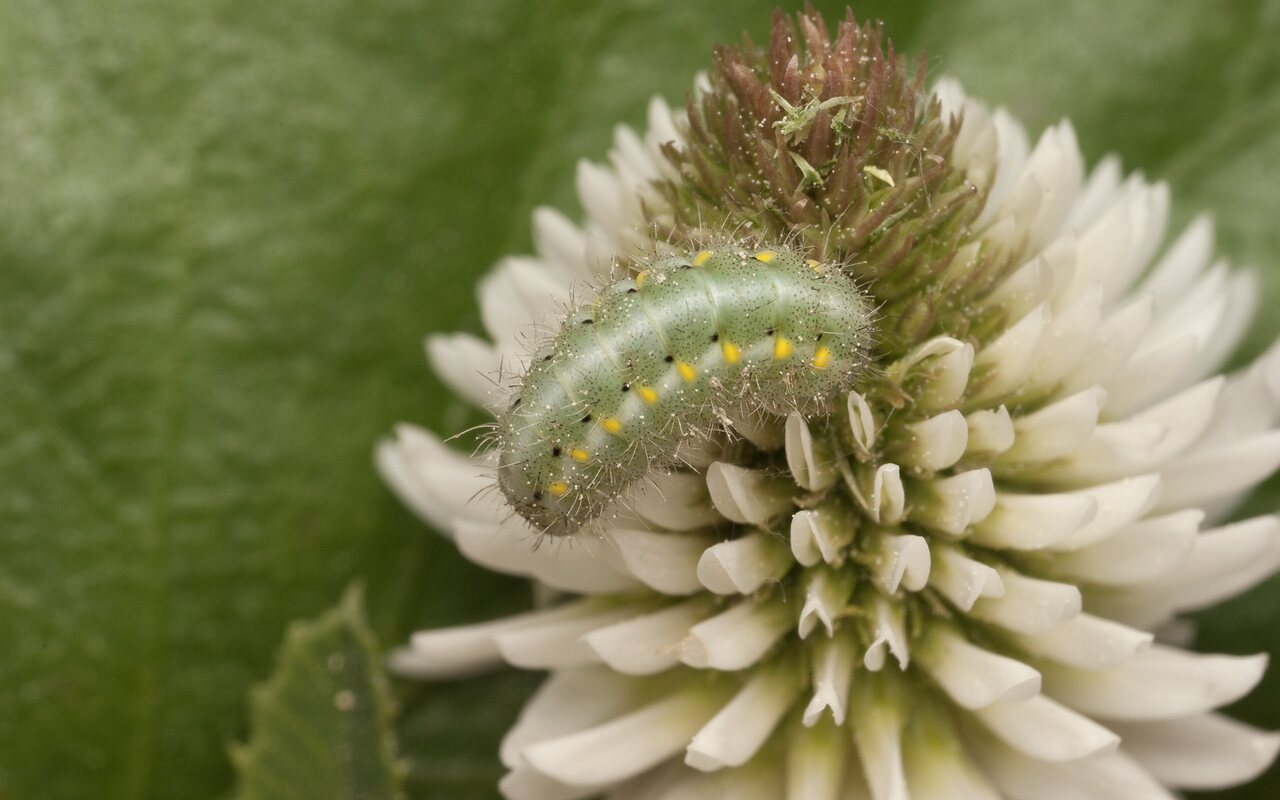 Zygaena viciae caterpillar · mažasis marguolis, vikšras
