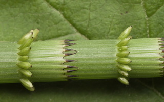Equisetaceae · asiūkliniai