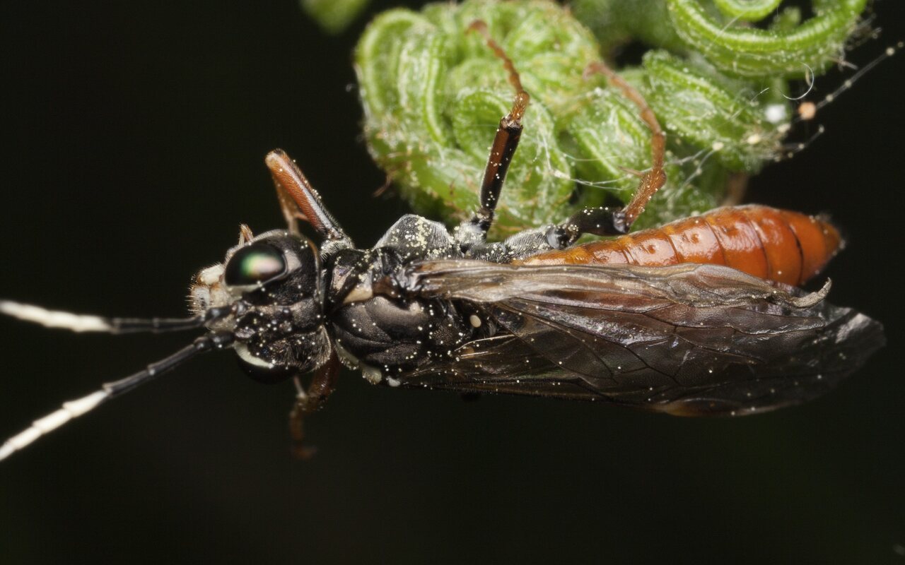 Hymenoptera-3321.jpg