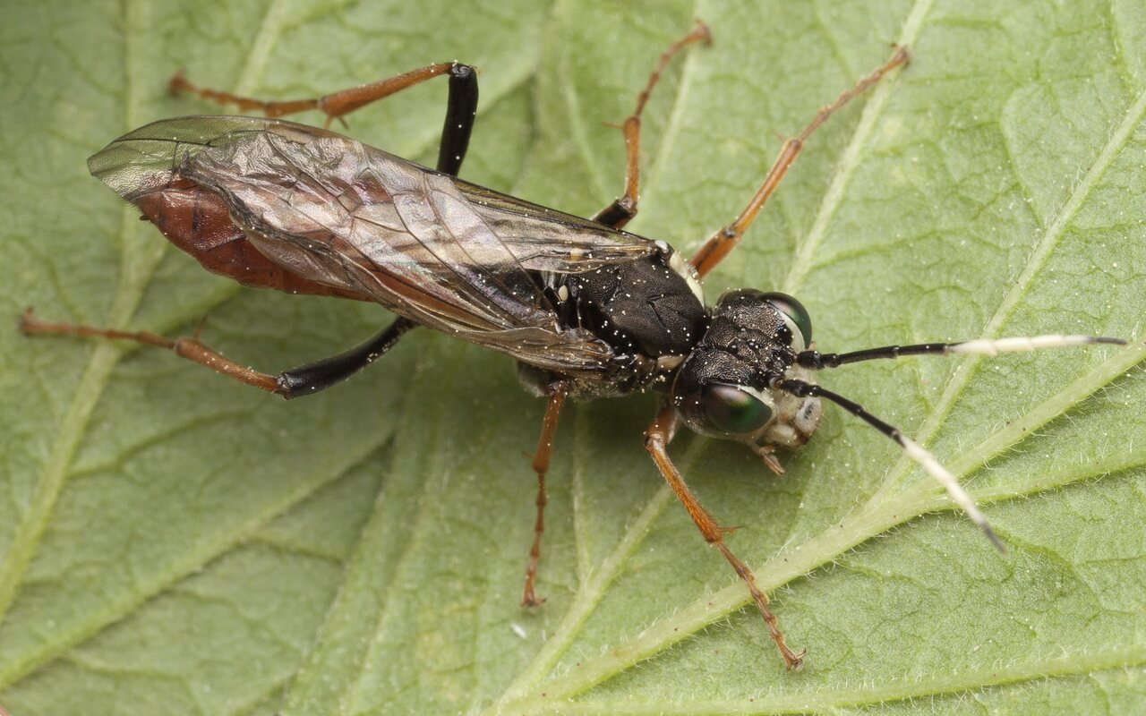 Hymenoptera-3323.jpg