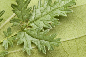 Filipendula vulgaris · pievinė vingiorykštė