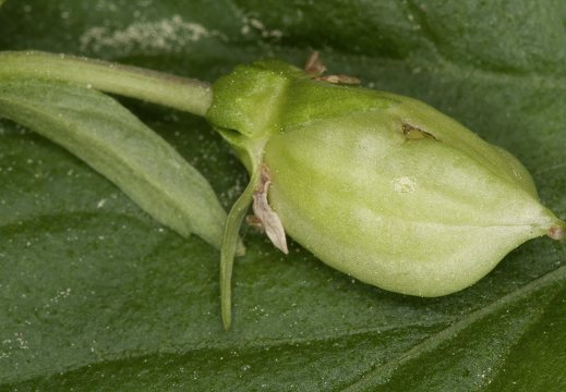 Viola reichenbachiana · miškinė našlaitė