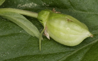 Viola reichenbachiana · miškinė našlaitė