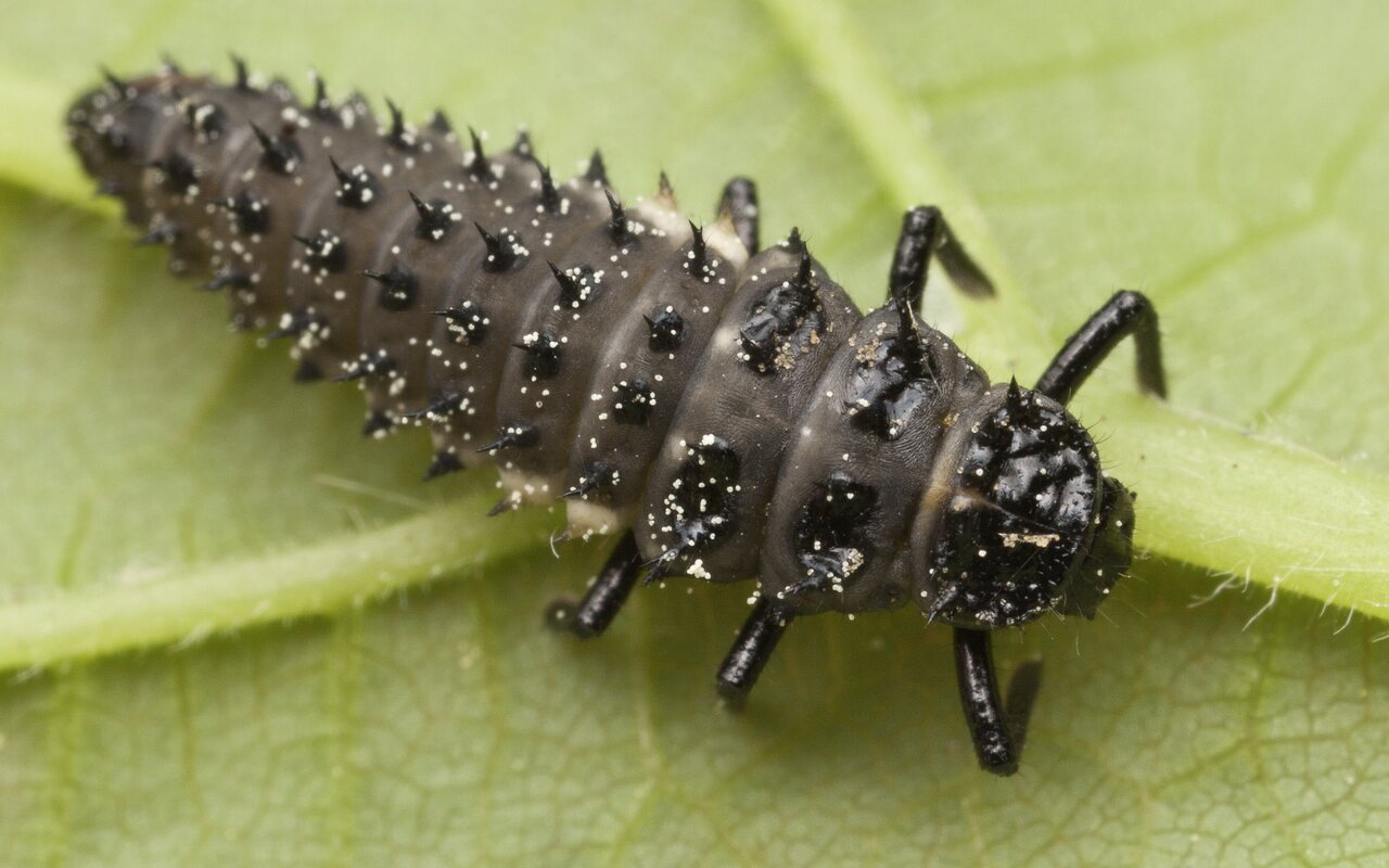 Coccinellidae larva · boružės lerva