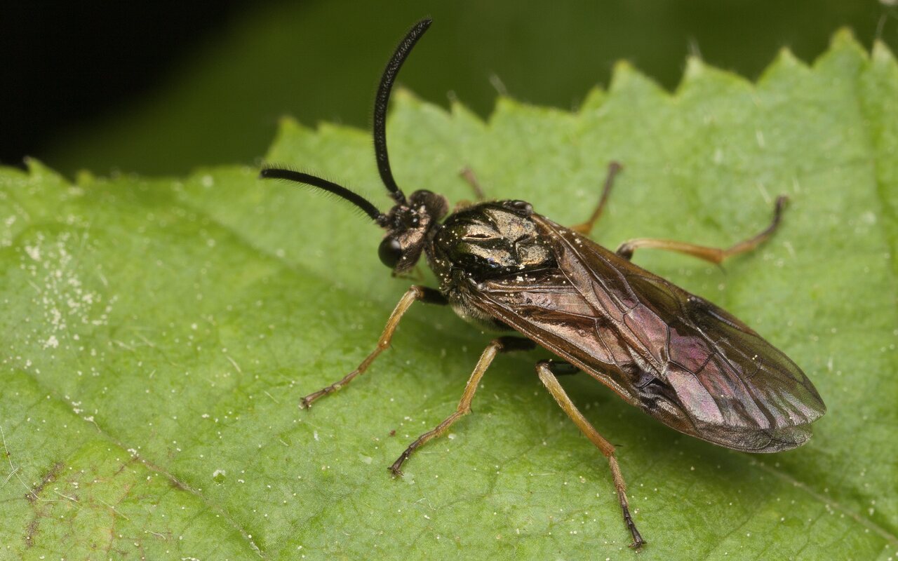Hymenoptera-3425.jpg