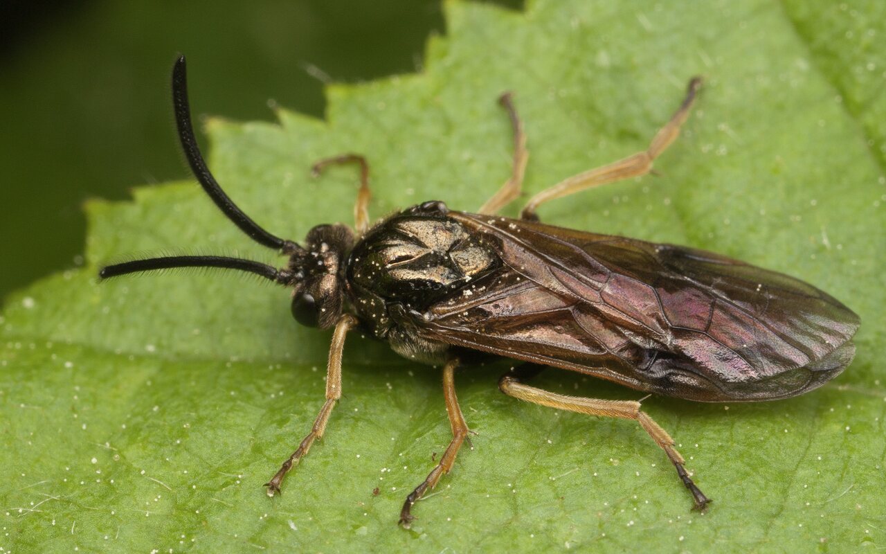Hymenoptera-3427.jpg