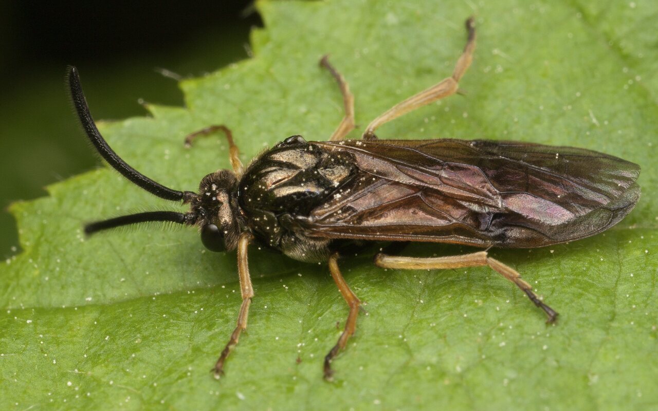 Hymenoptera-3429.jpg