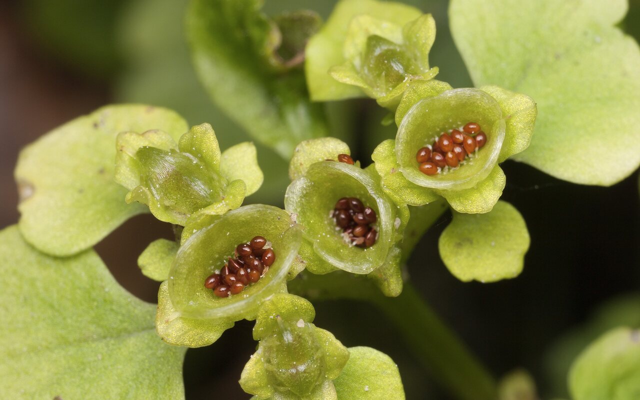 Chrysosplenium alternifolium · pražangialapė blužnutė