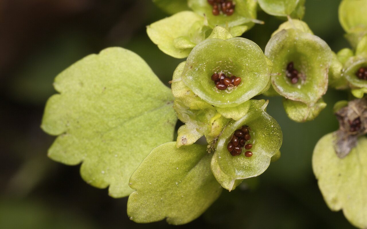 Chrysosplenium-alternifolium-3442.jpg
