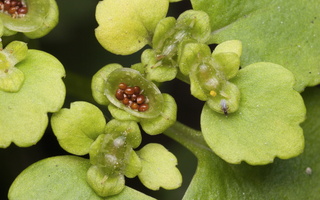 Chrysosplenium alternifolium · pražangialapė blužnutė