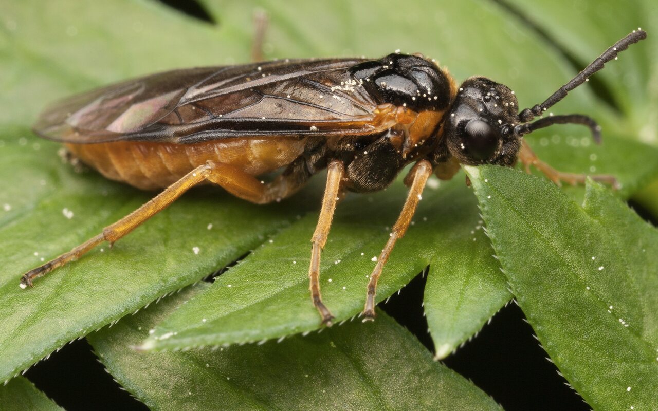 Hymenoptera-3452.jpg