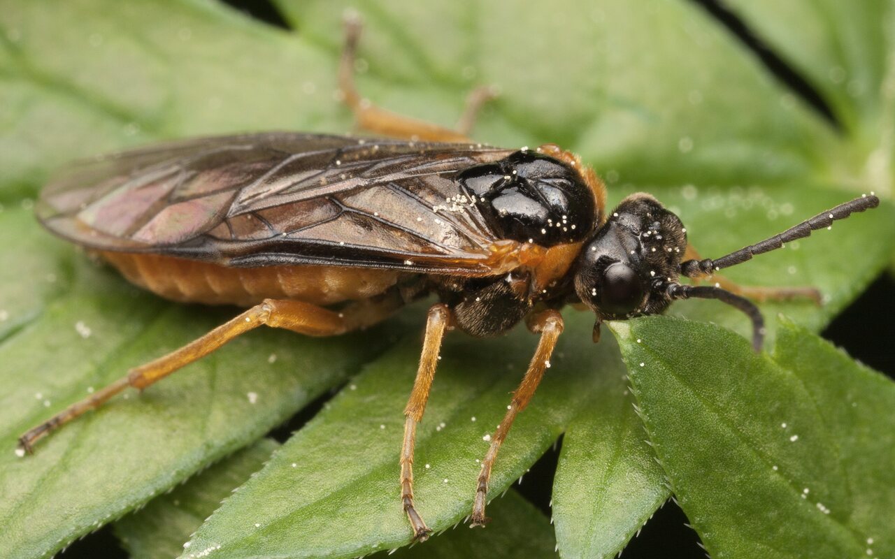 Hymenoptera-3453.jpg