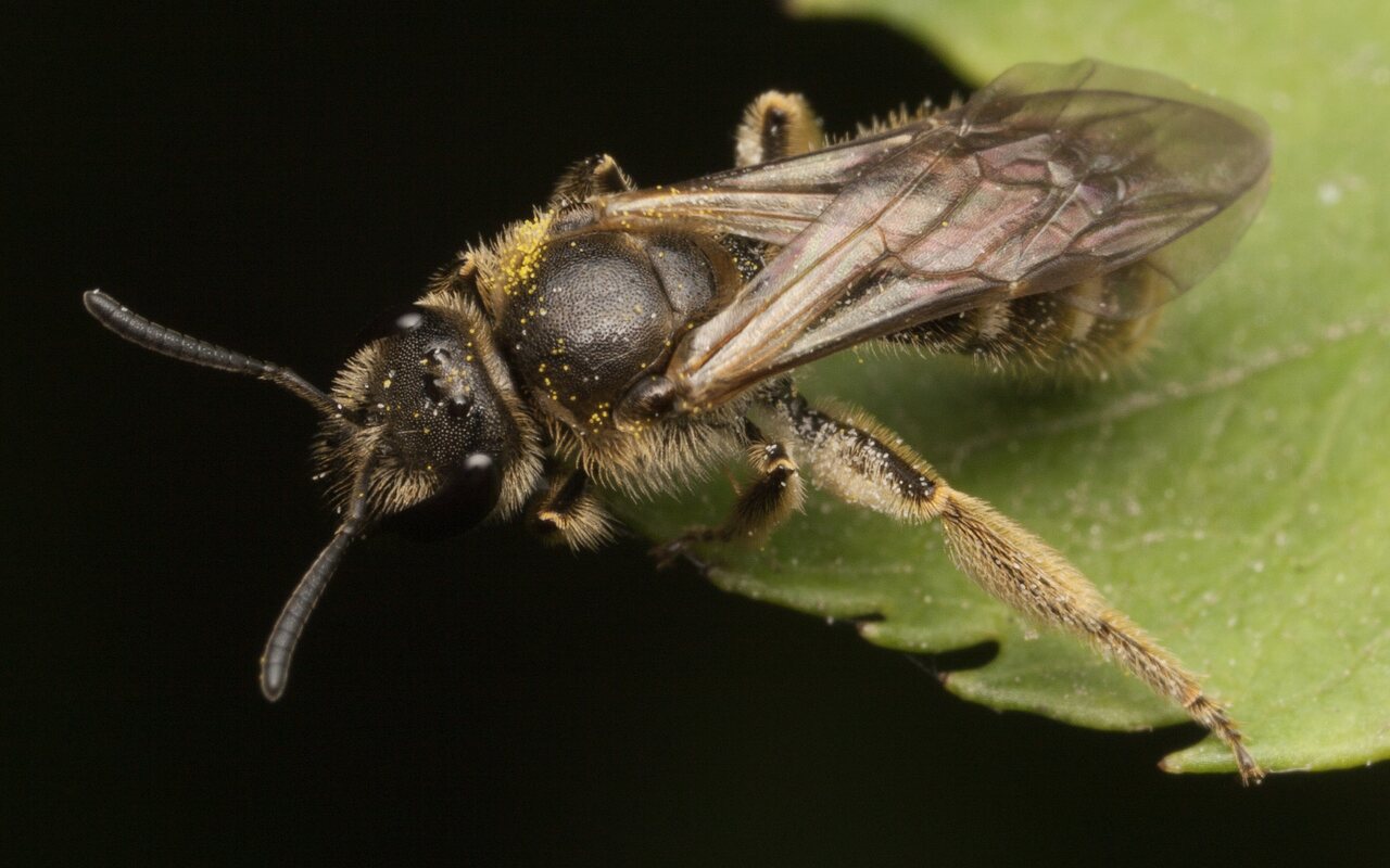 Apidae-3543.jpg