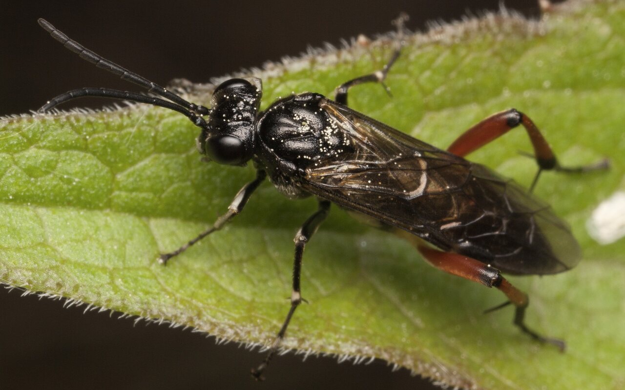 Hymenoptera-3552.jpg