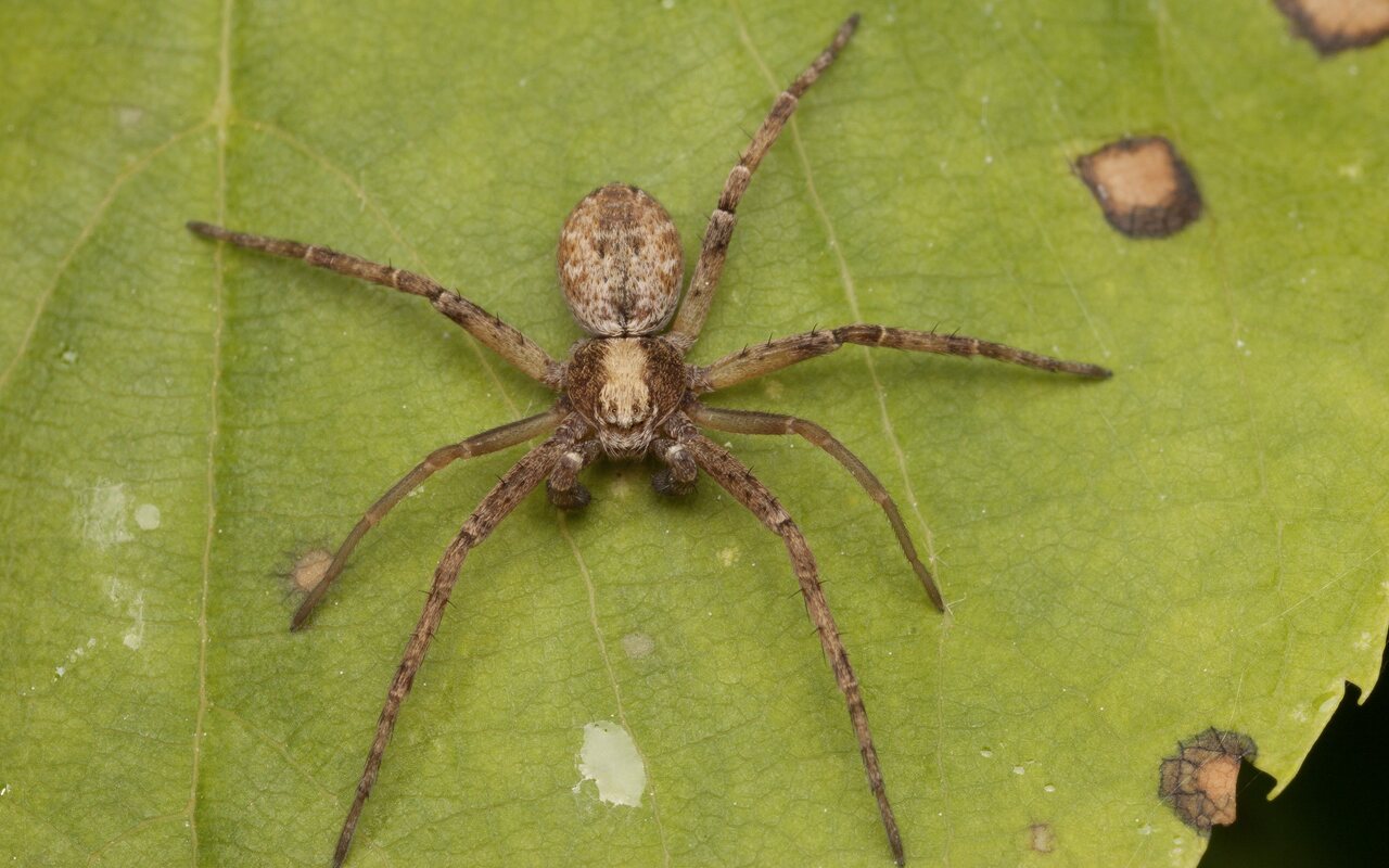 Philodromus cespitum · storakraštis vikrūnas