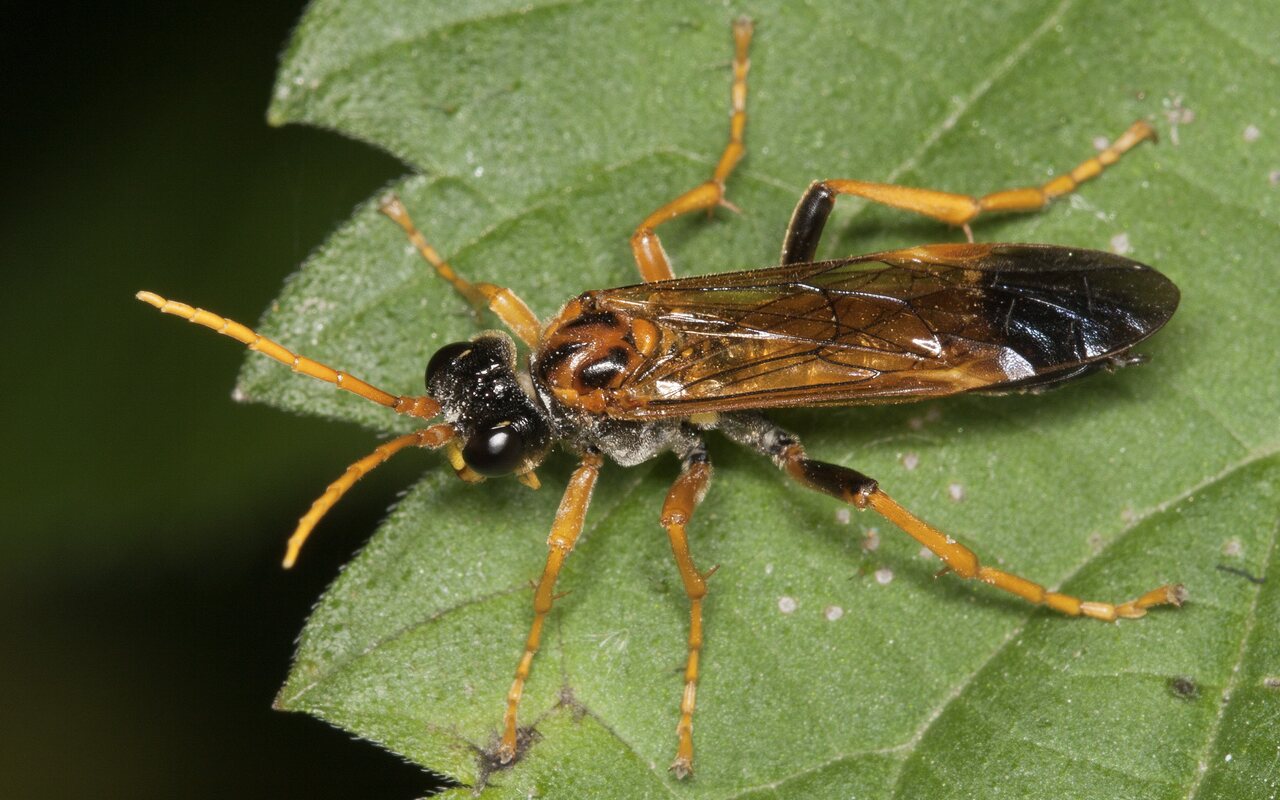 Hymenoptera-3583.jpg