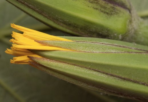 Tragopogon pratensis flower bud · pievinis pūtelis, žiedpumpuris