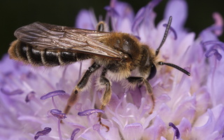 Anthophila · bitės
