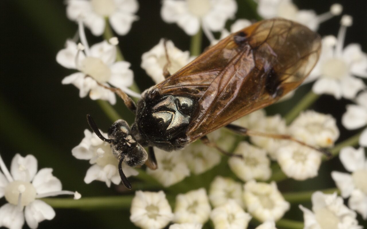 Hymenoptera-3649.jpg