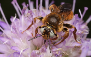 Epeoloides coecutiens · bitė