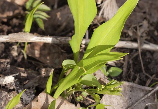 Allium ursinum · meškinis česnakas