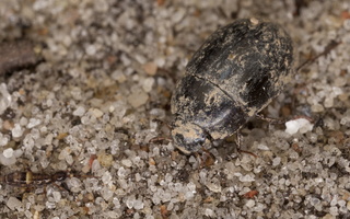 Coleoptera · vabalai