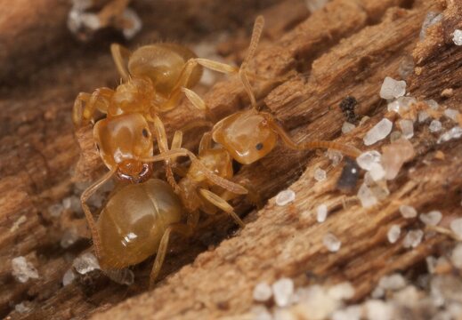 Lasius flavus · geltonoji dirvinė skruzdėlė