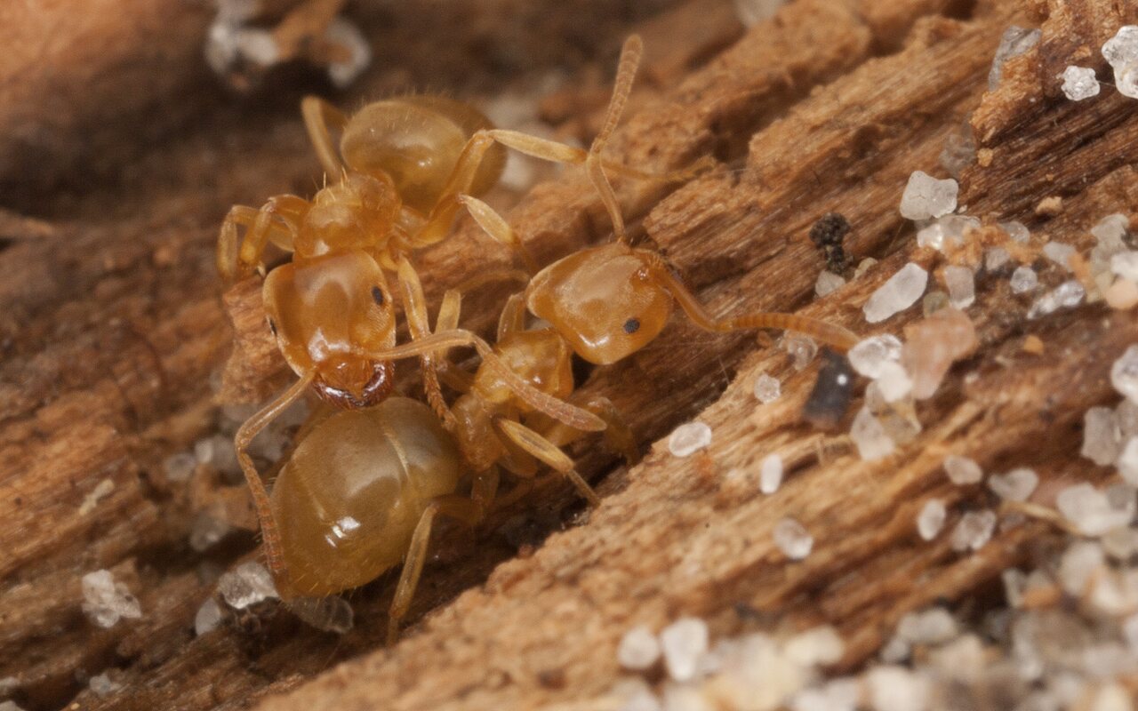 Lasius flavus · geltonoji dirvinė skruzdėlė