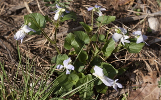 Viola riviniana · Rivino našlaitė