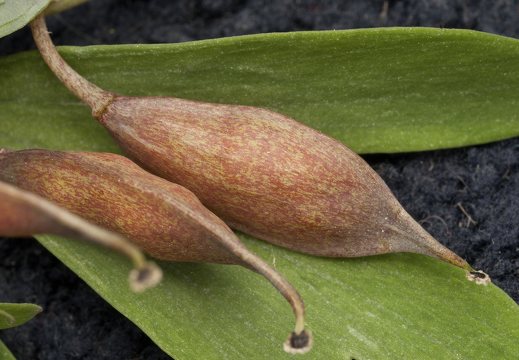 Corydalis solida pods · paprastasis rūtenis, vaisiai