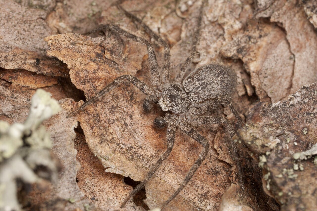 Philodromus fuscomarginatus male · tamsusis vikrūnas ♂