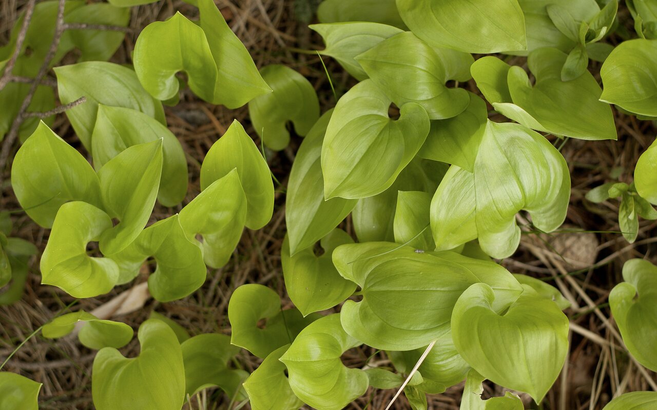 Maianthemum-bifolium-3944.jpg