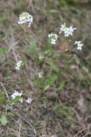 Arabidopsis arenosa · smiltyninis skamainis
