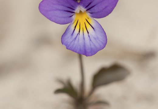 Violaceae · našlaitiniai
