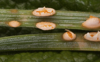 Coleosporium tussilaginis · šalpusninė raudonrūdė