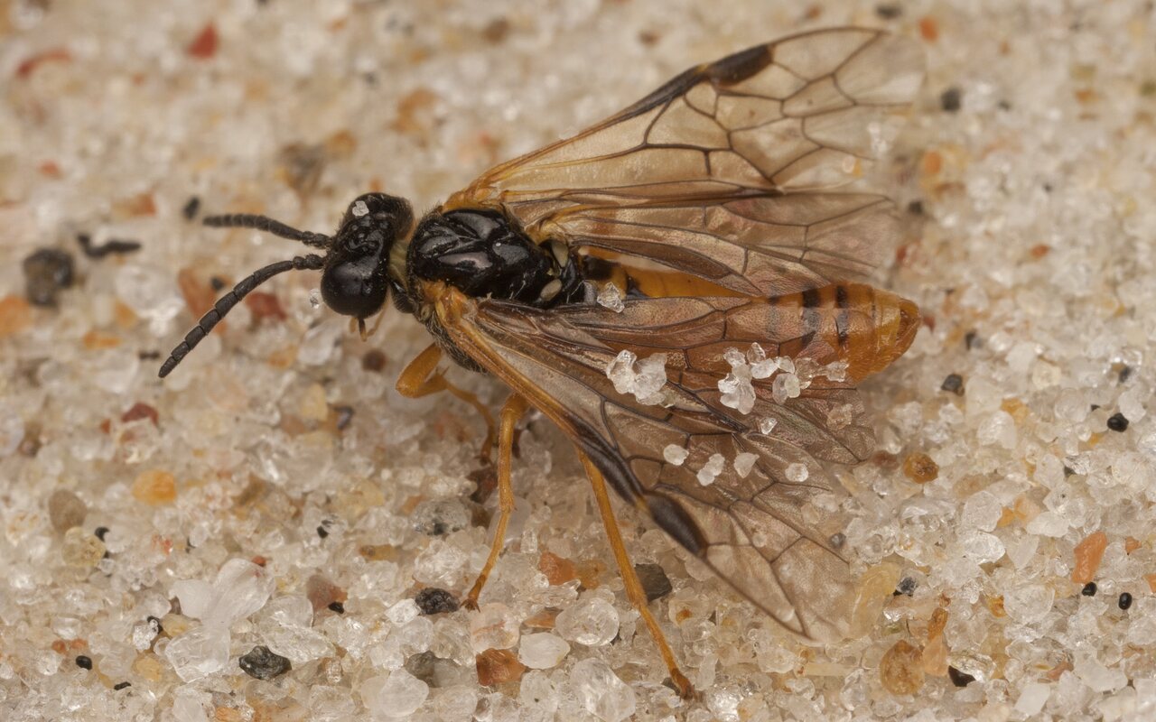 Hymenoptera-4038.jpg