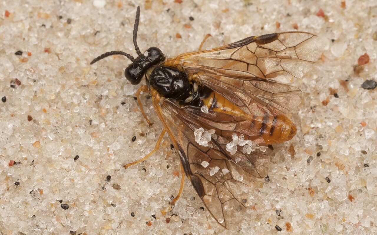 Hymenoptera-4039.jpg