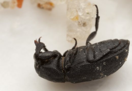 Melanimon tibiale · šlaitinis juodvabalis
