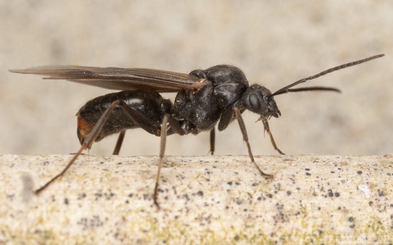 Formica rufa male · rudoji miško skruzdėlė ♂