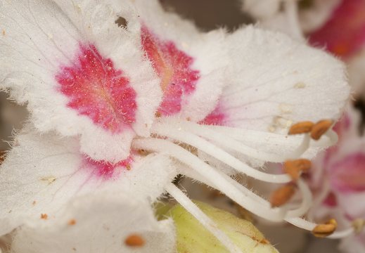 Aesculus hippocastanum · paprastasis kaštonas