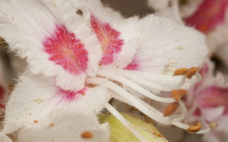 Aesculus hippocastanum · paprastasis kaštonas