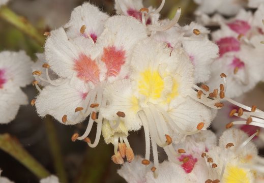Sapindaceae · sapindiniai