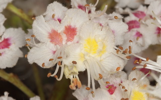 Sapindaceae · kaštoniniai