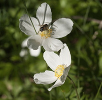 Anemonoides sylvestris · lieknoji plukė